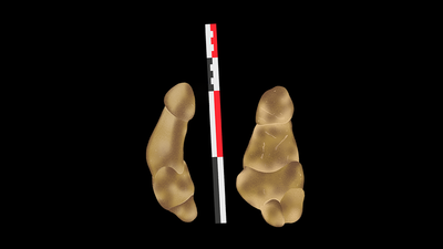 Deux illustrations de la Vénus des Milandes : une statuette paléolithique de forme phallique représentant une femme.